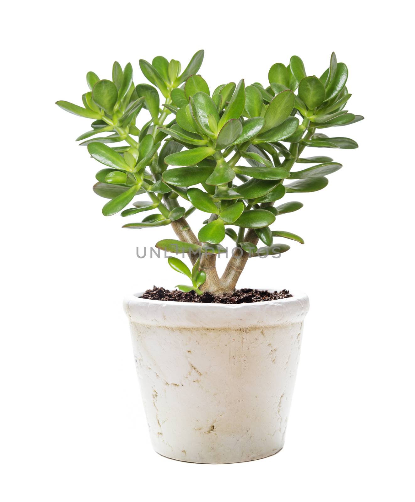 House plant Crassula in a flower pot isolated on a white background