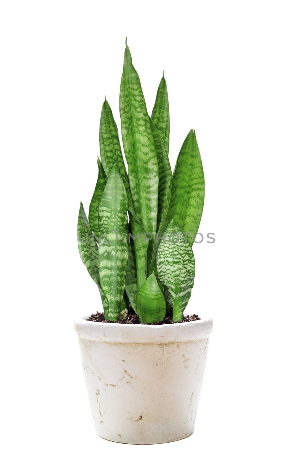 House plant Sansevieria in the white plastic flower pot isolated on a white background