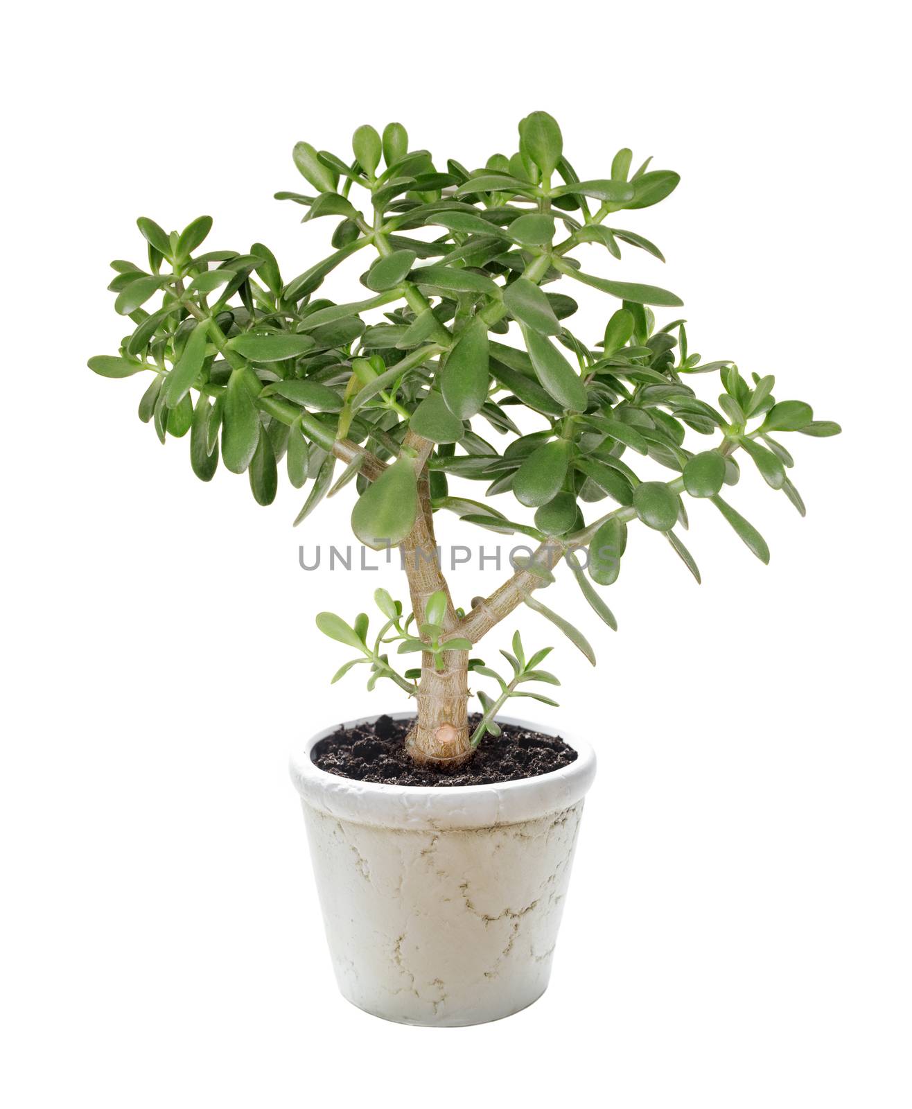 House plant Crassula in a ceramics flower pot isolated on a white background