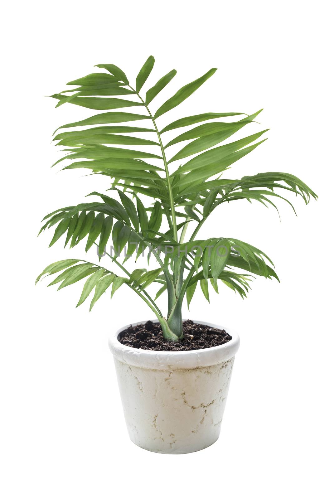 House plant Chamaedorea in a ceramic flower pot  isolated on a white background
