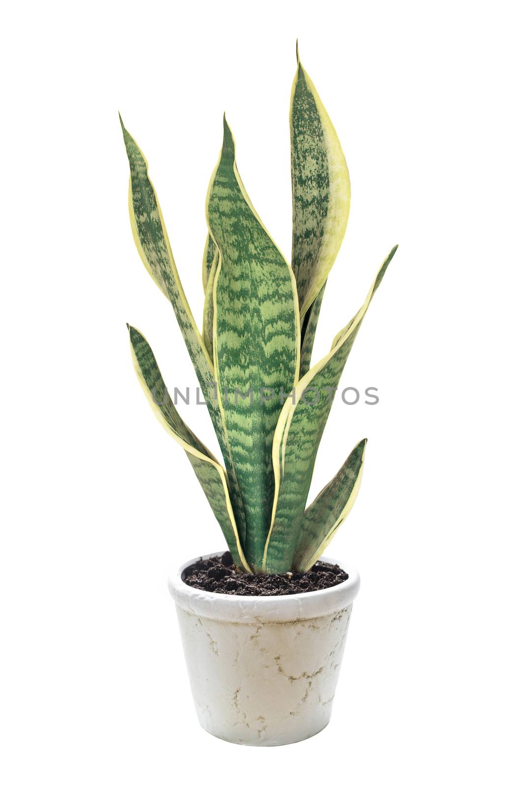 House plant Sansevieria in the white ceramic flower pot isolated on a white background