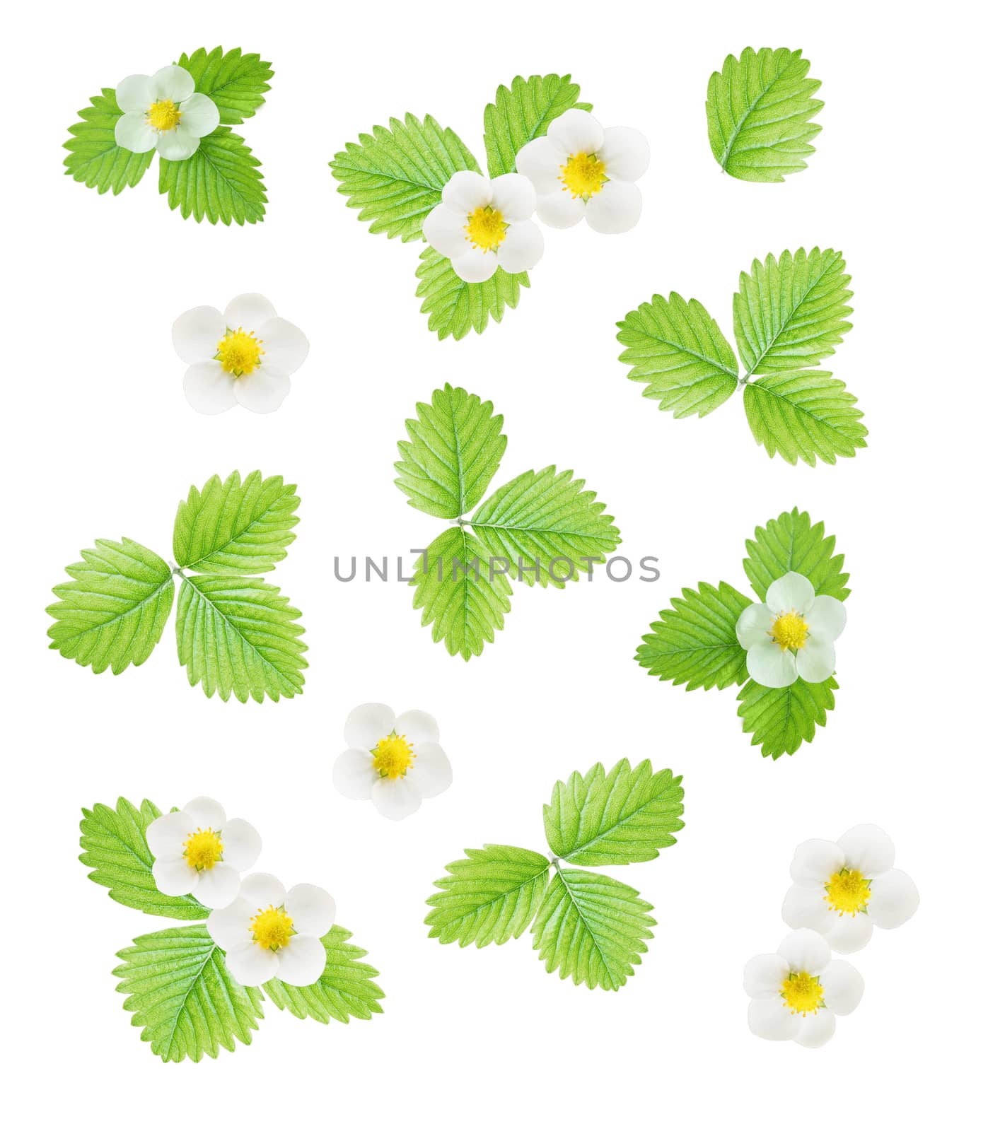 Collection of fresh white flowers and green leaves of strawberry isolated on white background; top view, flat lay, overhead view