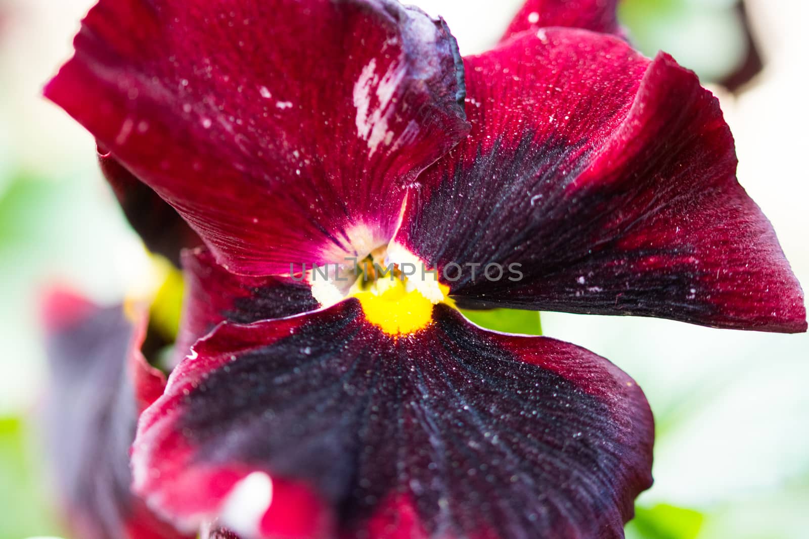 red violet flower close-up background
