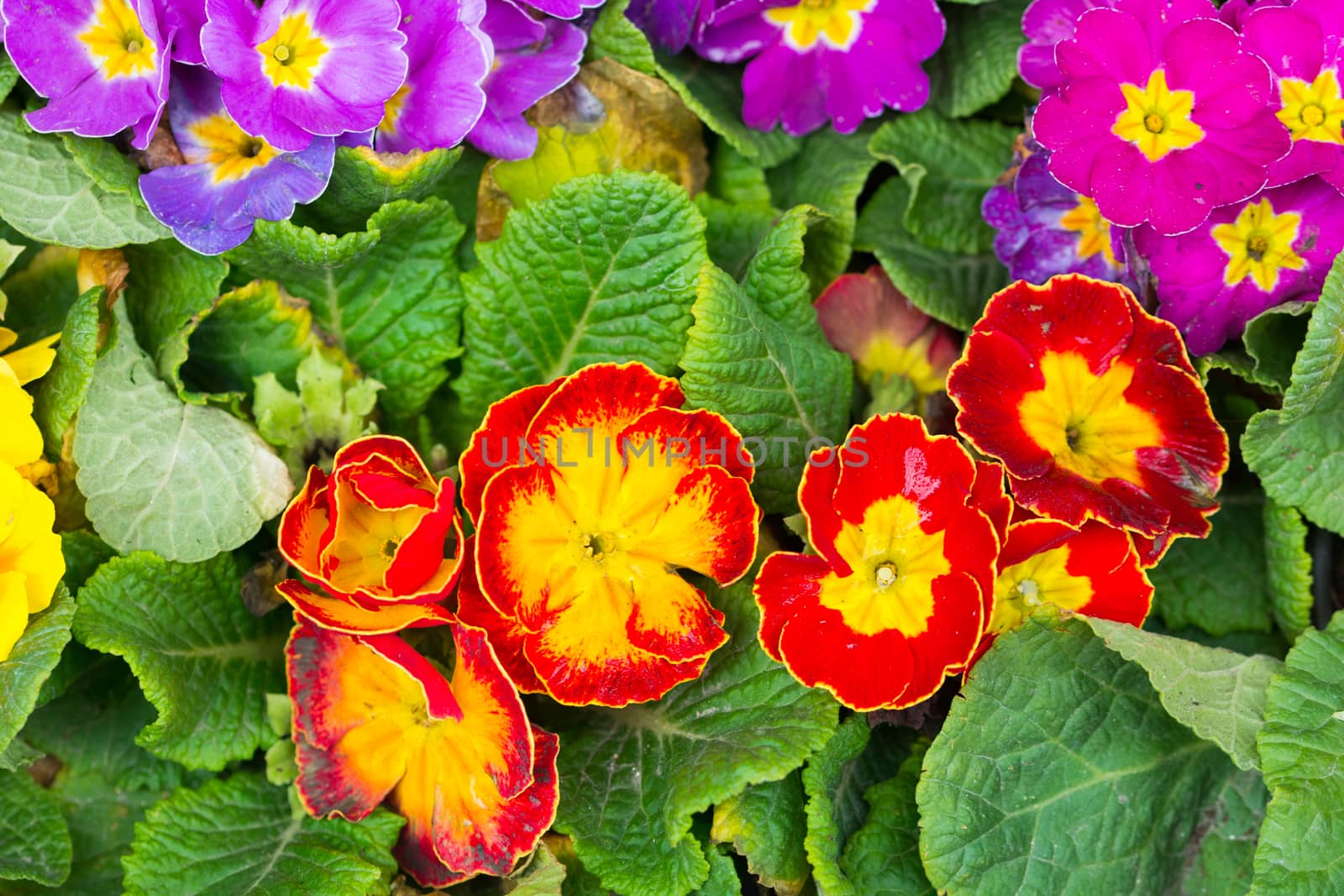 yellow red colored primrose flower close-up background.It is also known as 'flower of eleven months' among the people