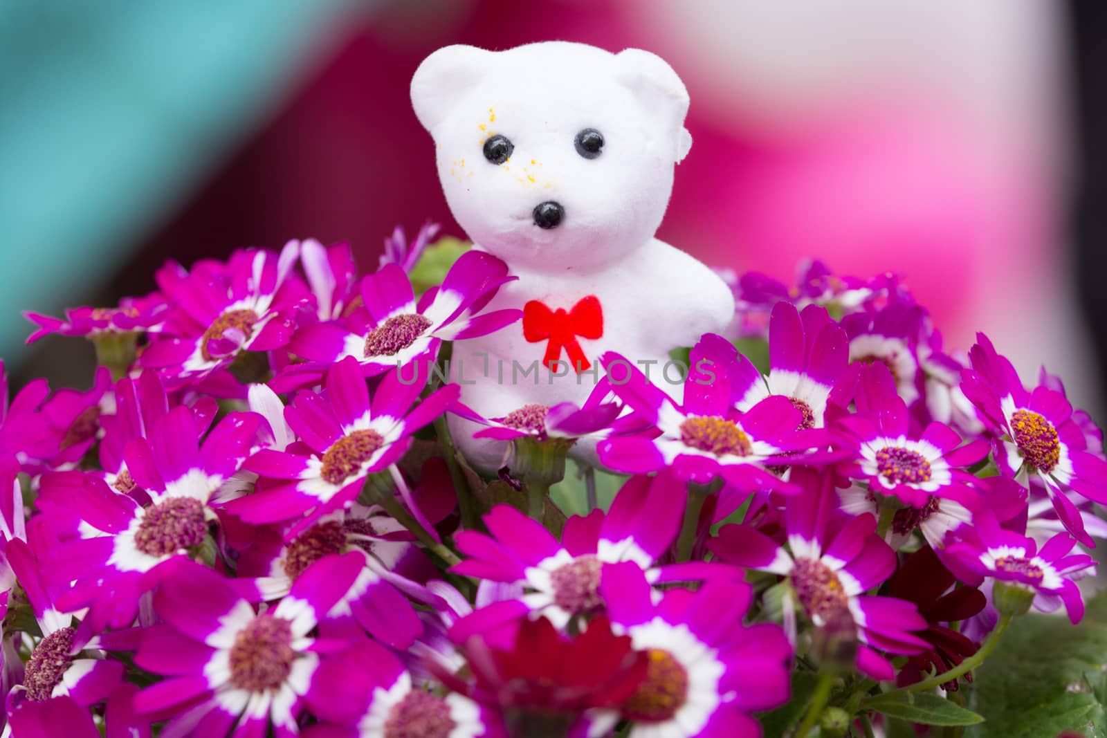 pink Cineraria flower close-up background. teddy bear decor
