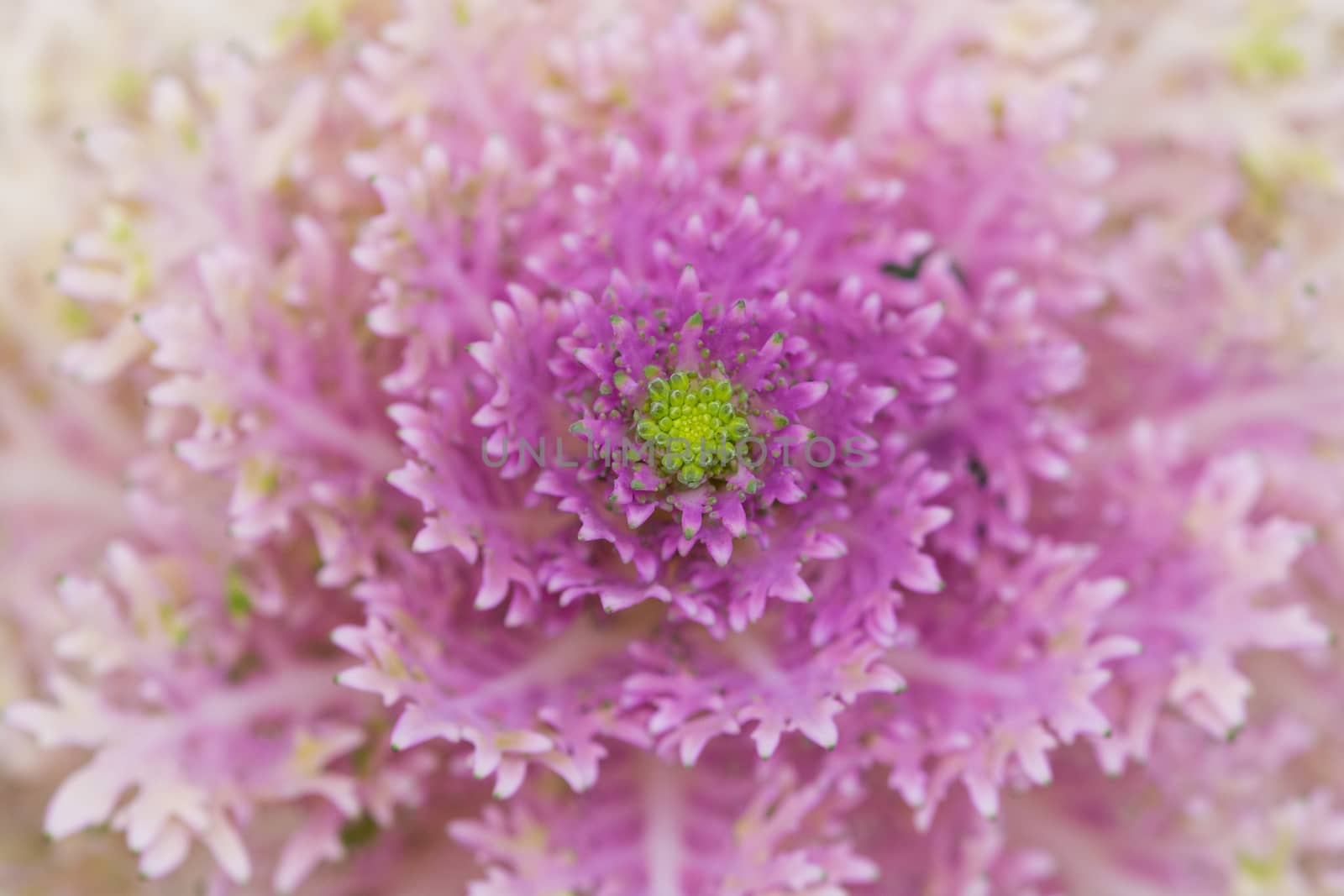 close-up background of pink cabbage flower