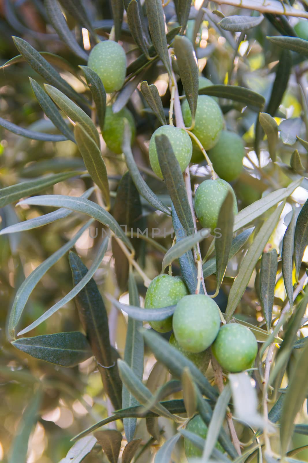 Green olive by yebeka