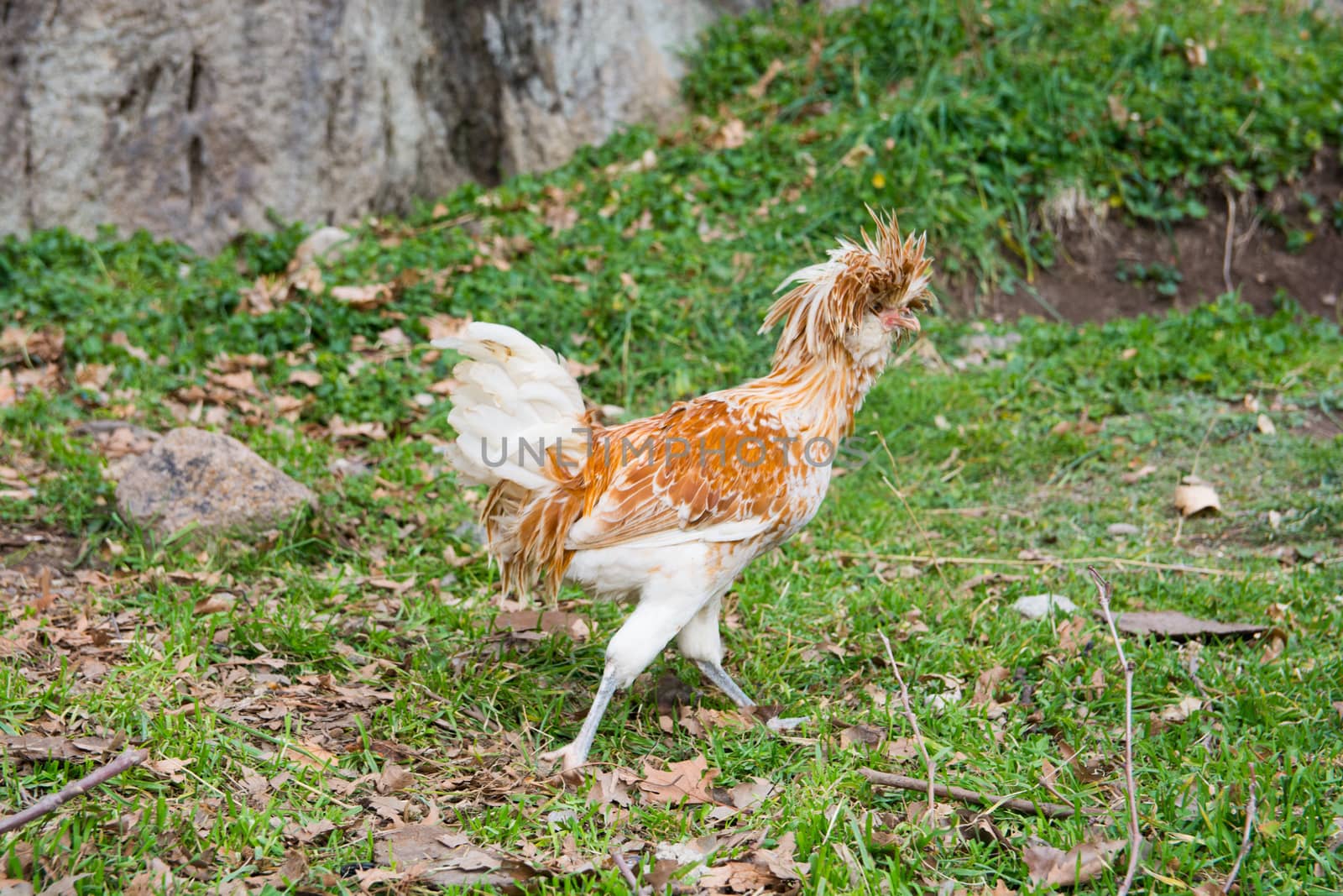 Polish chicken. there are pointed feathers covering almost the entire head