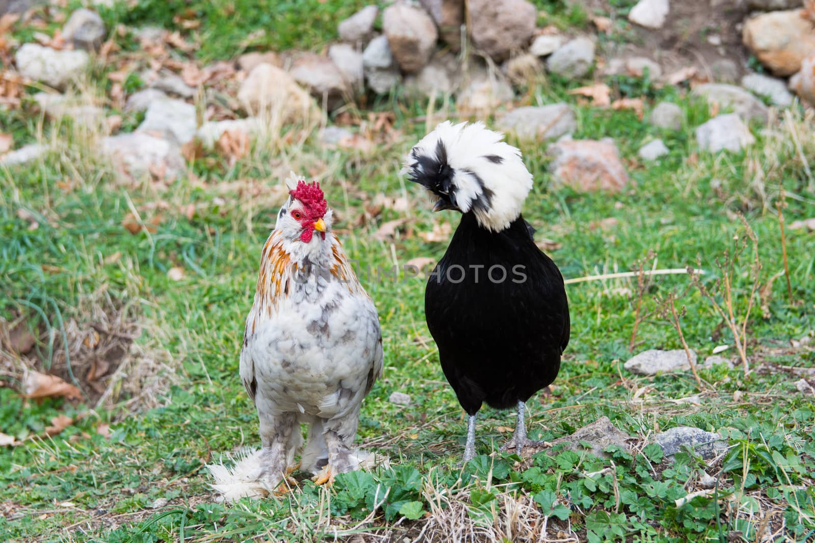 black sultan chiken and Brahma chicken