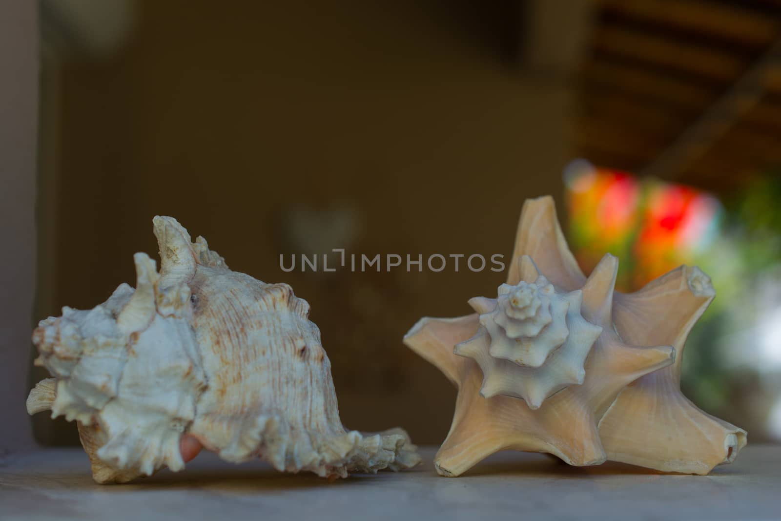 mussel shell with large, white spikes.  treasure from the sea