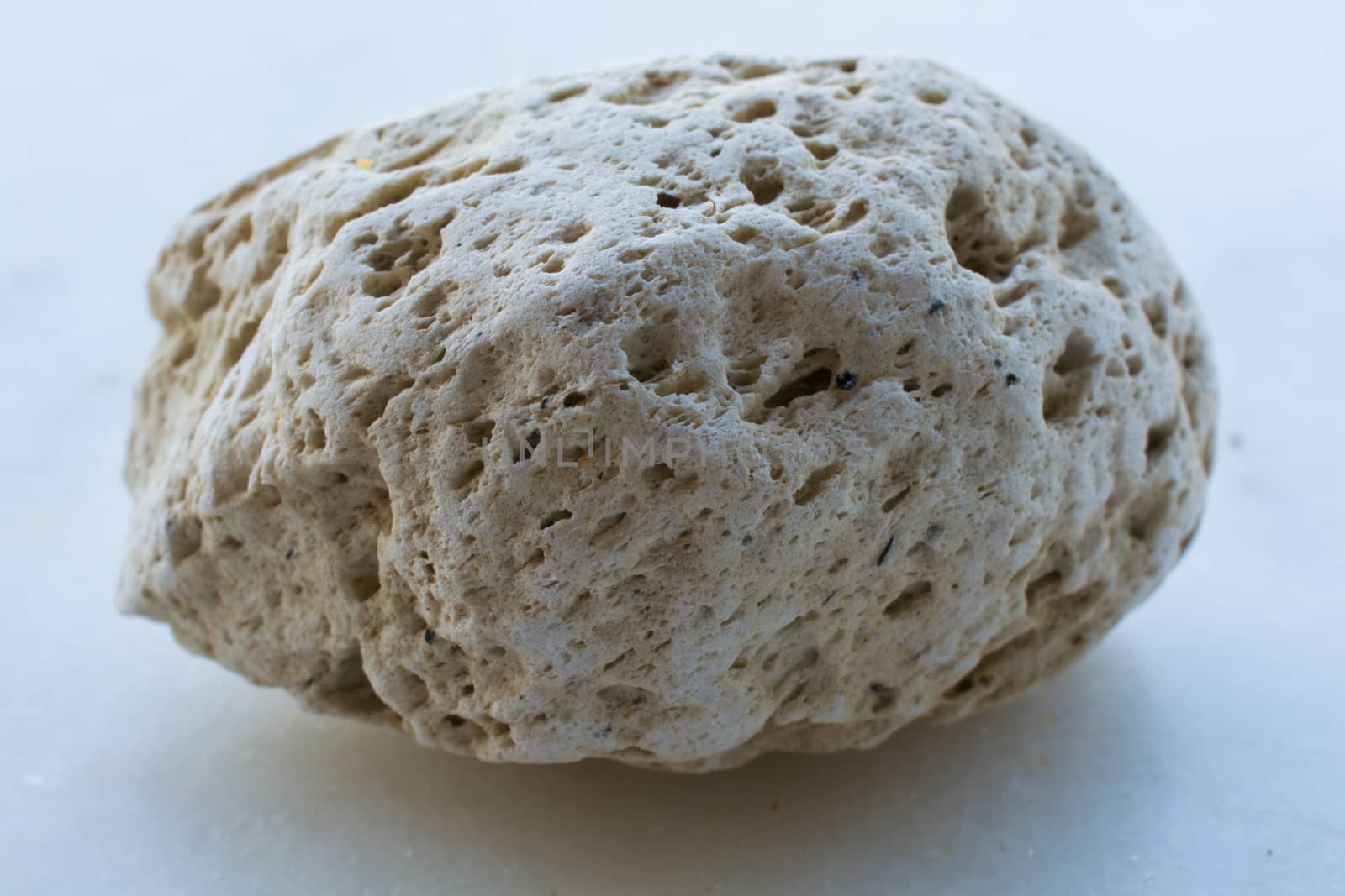 white porous stone. natural sea stone