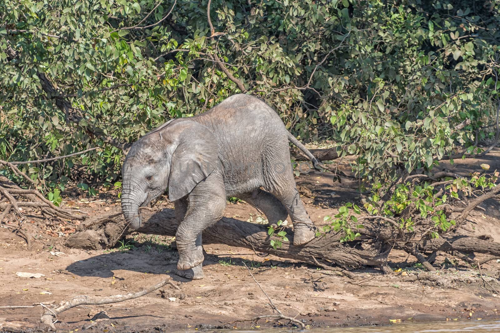 A small male African Elephant calf climbing over a tree stump holding a stick with its trunk