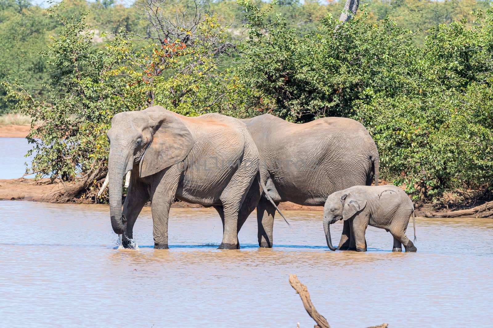 Two female African Elephants, Loxodonta africana, and a calf drinking at the Sable Dam