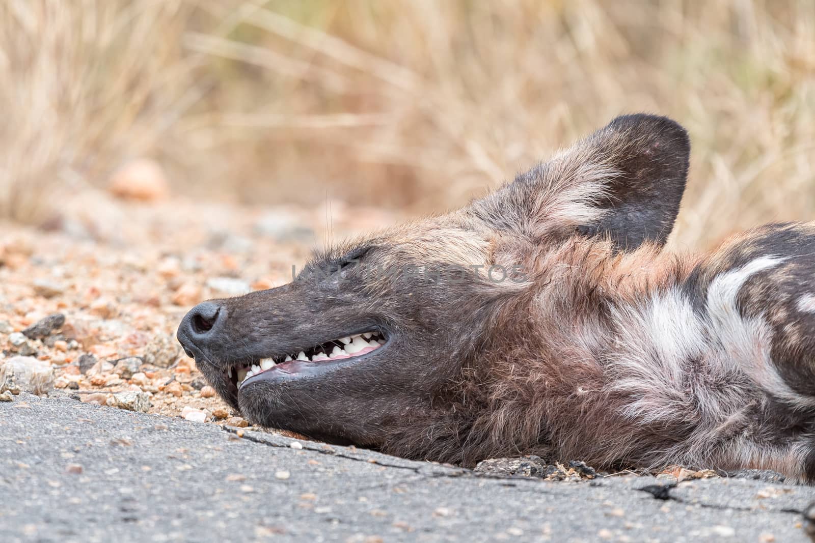 Close-up of the head of a sleeping wild dog, Lycaon Pictus, also called painted dog