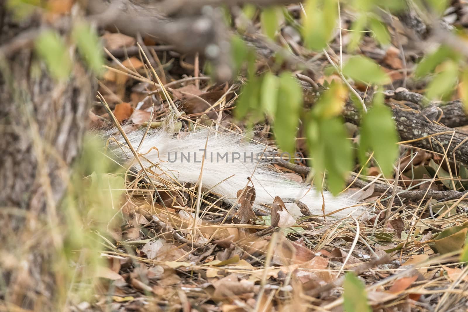 Close-up of the tail of a wild dog, Lycaon Pictus, also called painted dog, hiding behind a tree