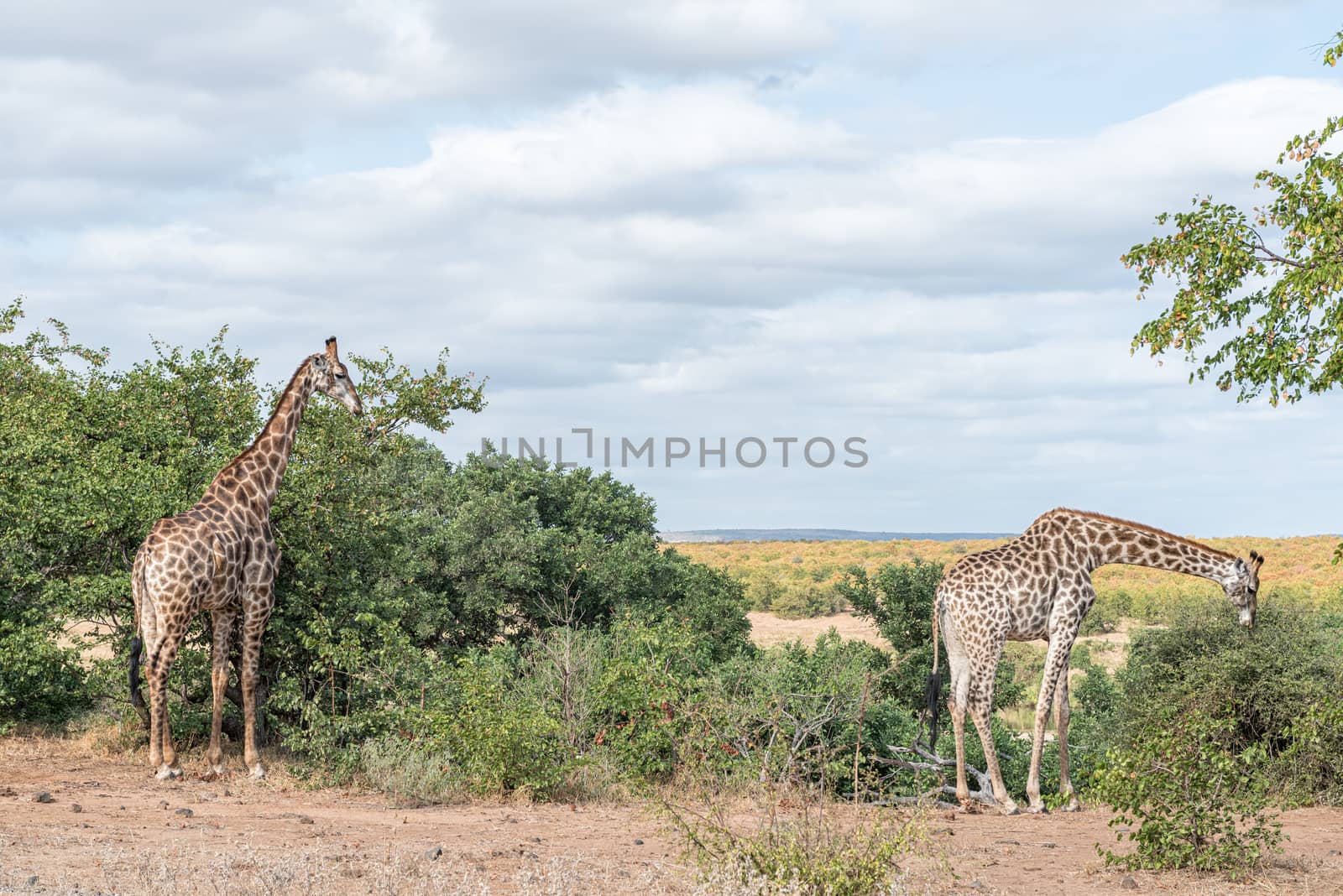 Two South African Giraffes, Giraffa camelopardalis giraffa, browsing on shrubs and trees