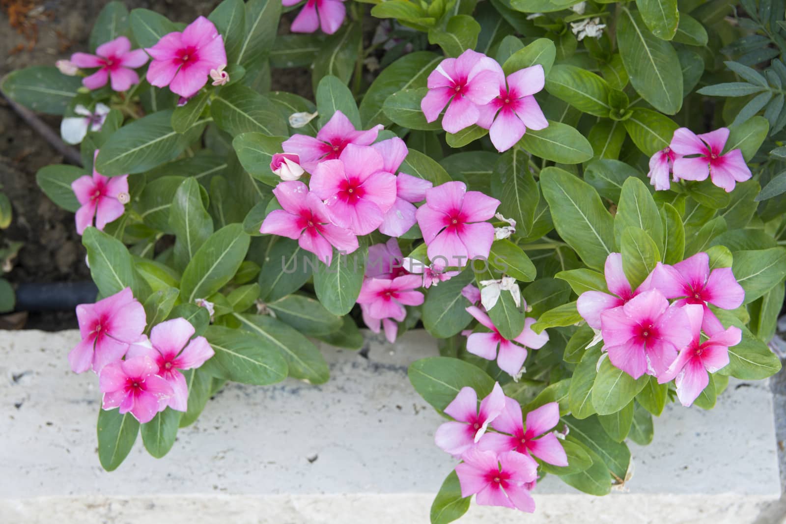 mirabilis flower; pink, fragrant, small, cute ornamental plant.