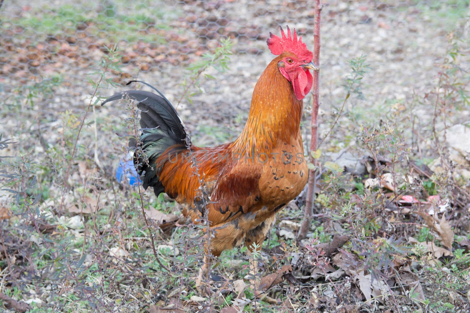 "Denizli" rooster by yebeka