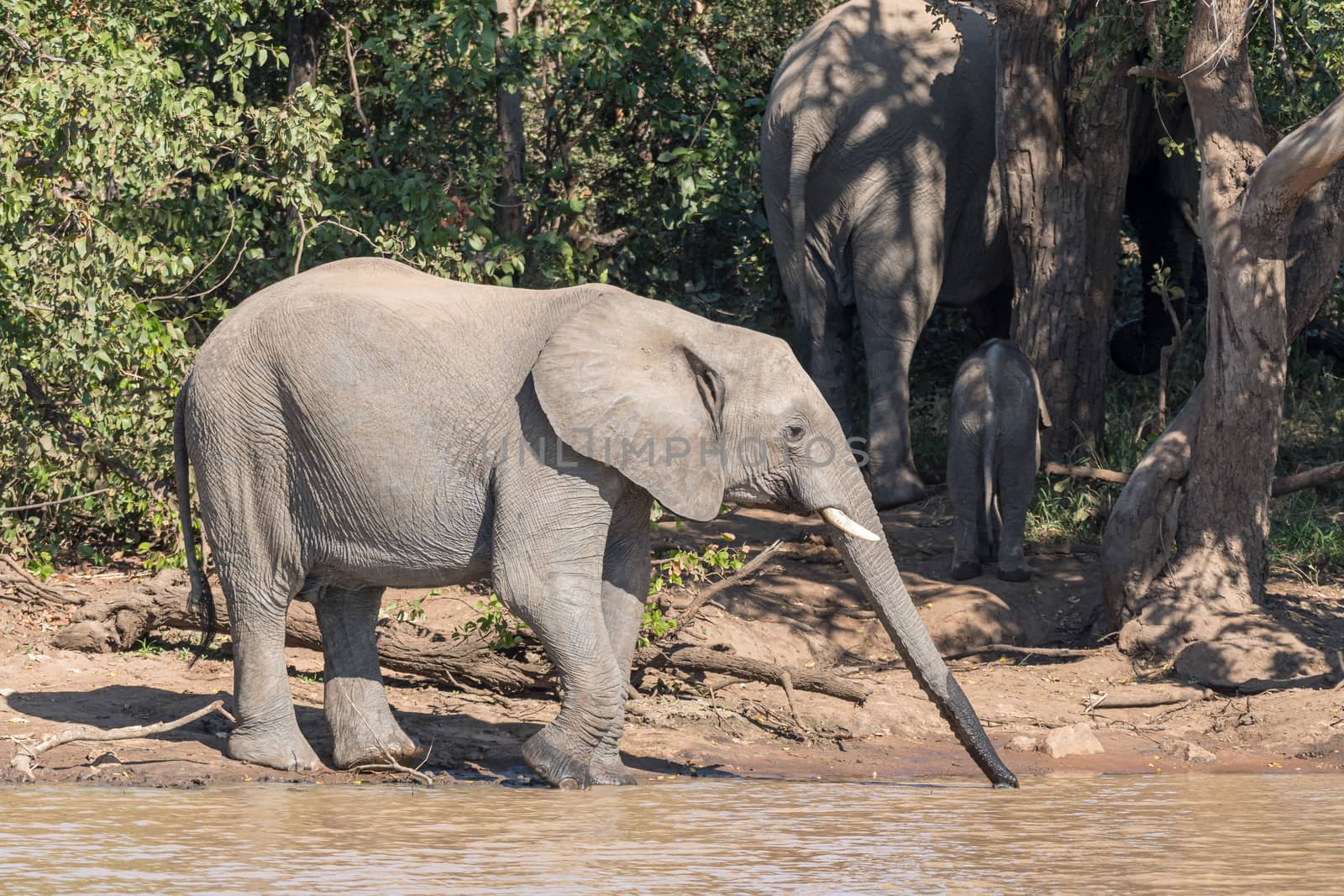 An African Elephant calf drinking water at Sable Dam