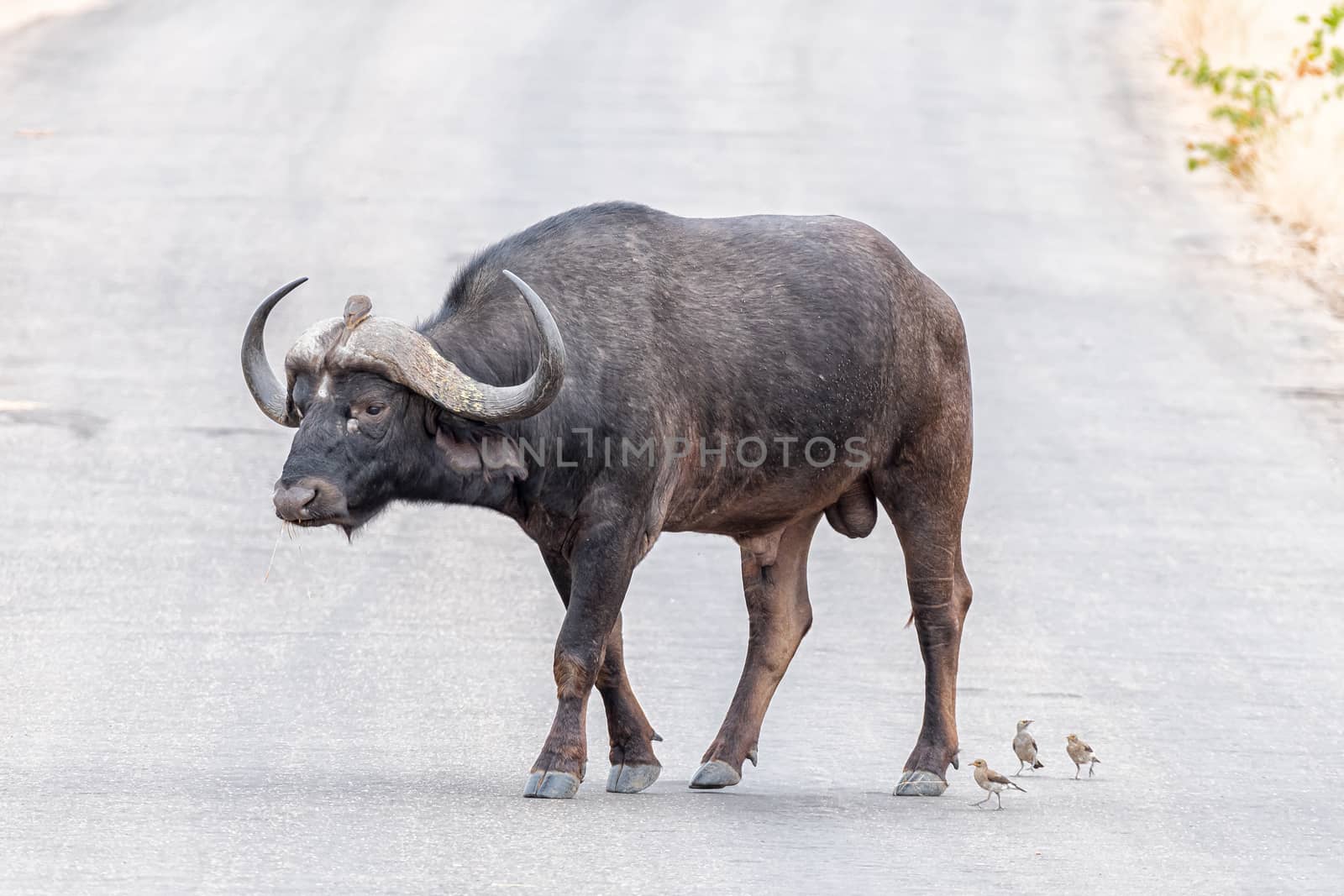 A Cape buffalo, Syncerus caffer, crossing a road. Birds are visible