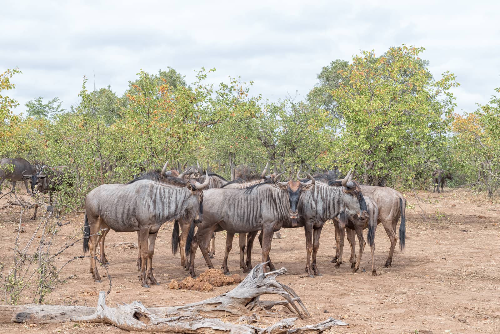 A herd of blue wildebeest, also called brindled gnu, Connochaetes taurinus