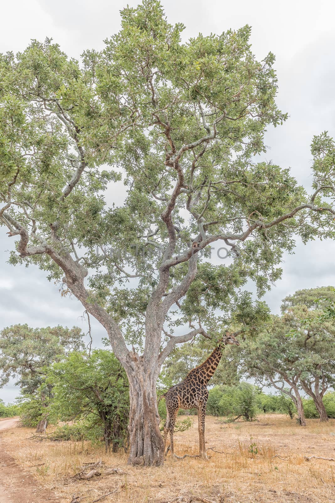 A South African Giraffe, Giraffa camelopardalis giraffa, standing beneath a large tree