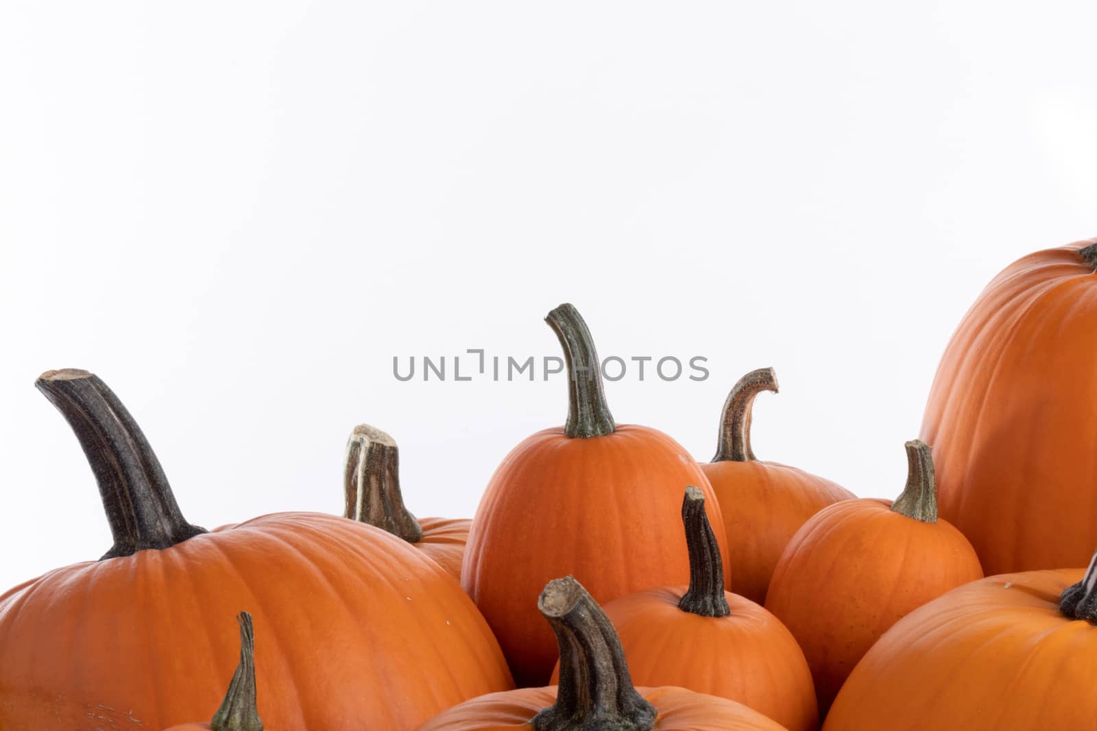 Heap of many orange pumpkins on white background , Halloween concept , copy space for text