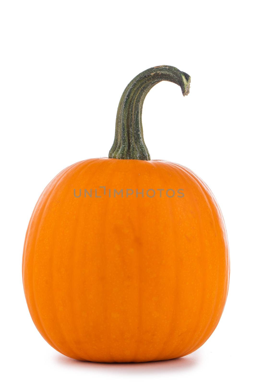 One perfect orange pumpkin isolated on white background for Halloween carving