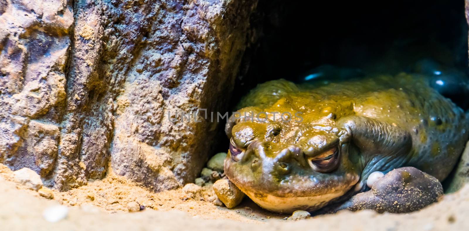closeup of a colorado river toad hiding under a rock, tropical amphibian specie from mexico