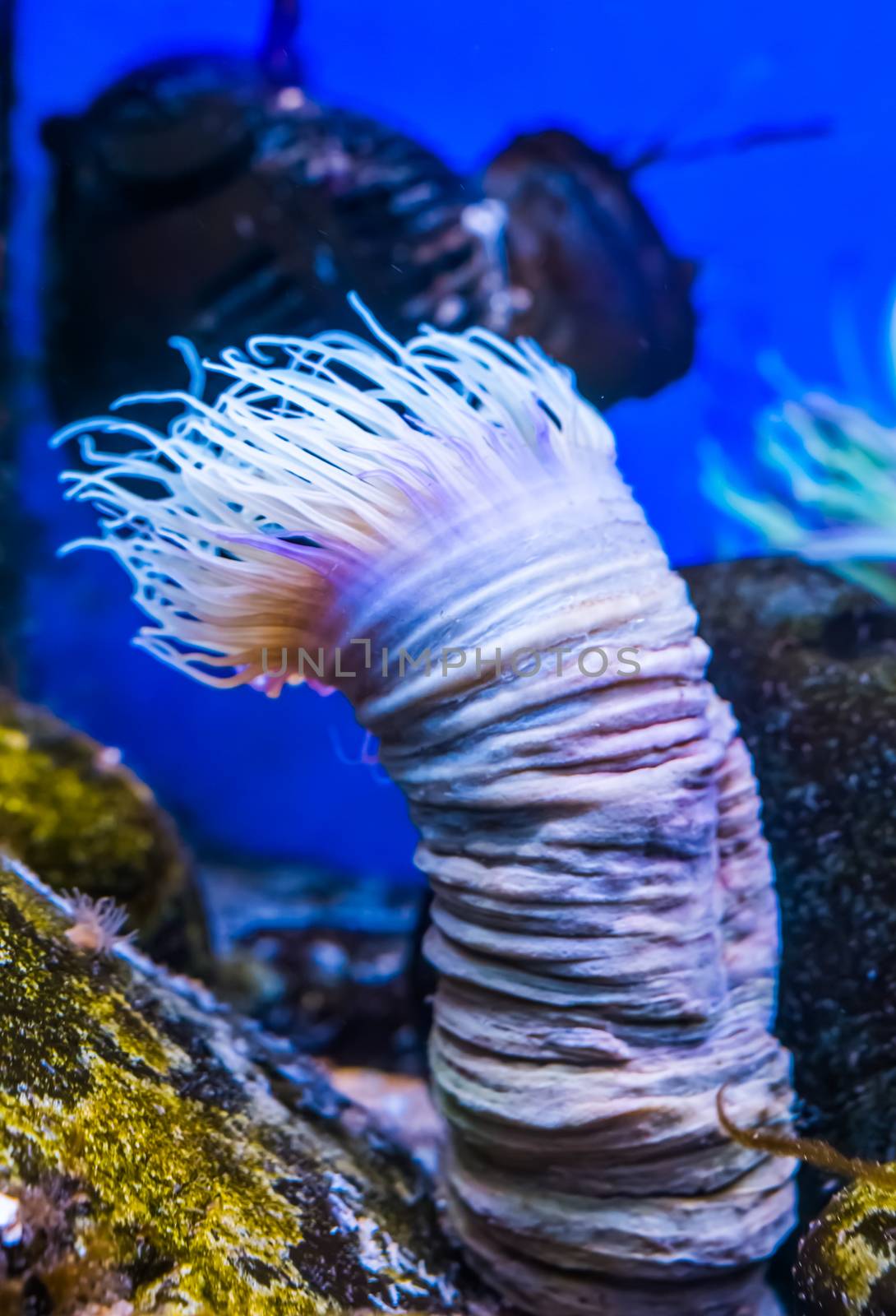 closeup of a flower tube sea anemone, tropical water animal specie from the indo-pacific ocean