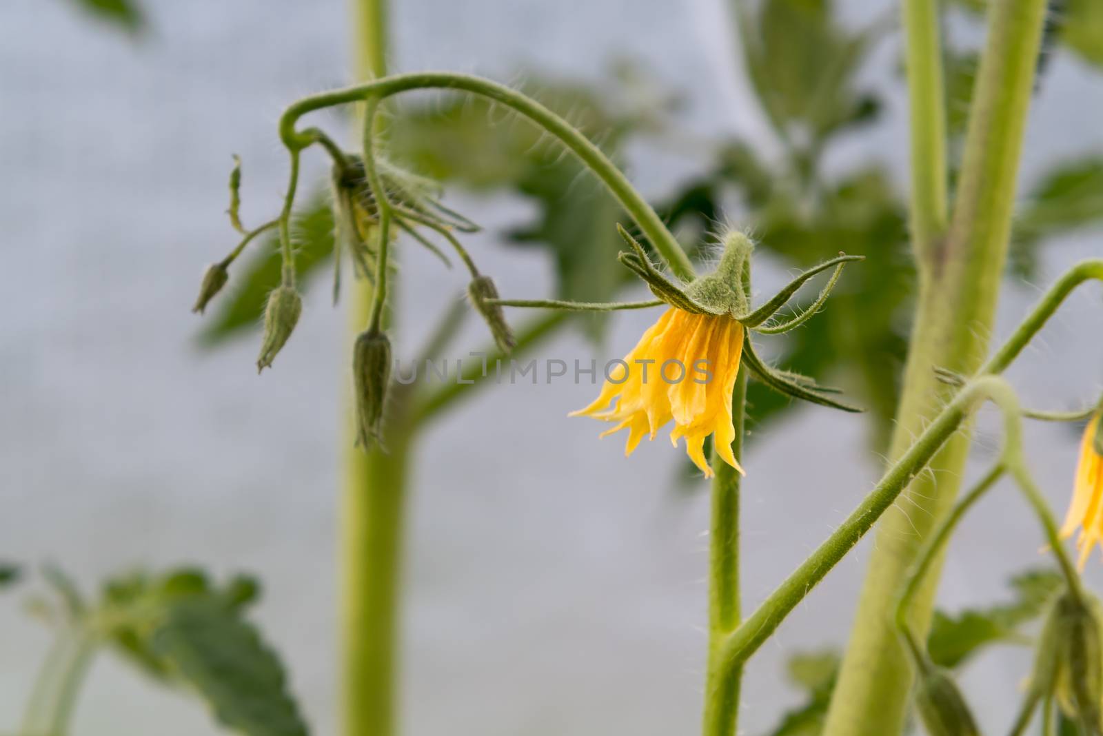 Flowers on tomato plants growing in a greenhouse close-up by galsand