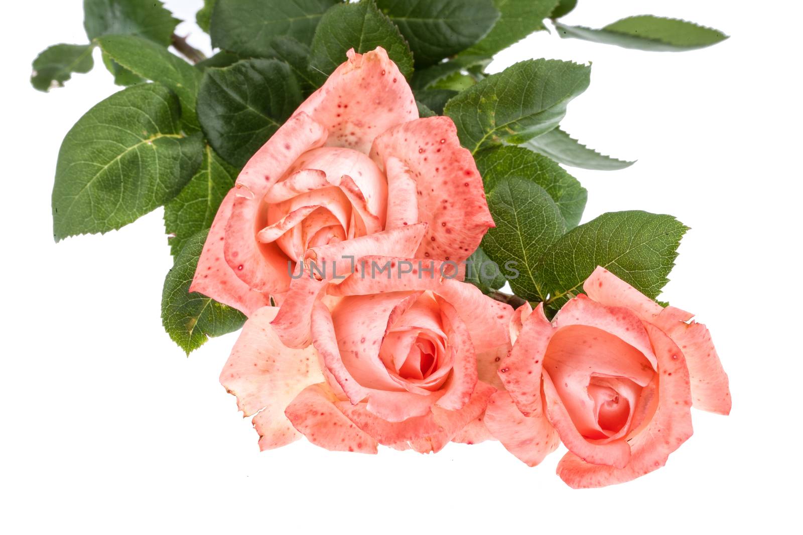 Bouquet of pink roses on an isolated background