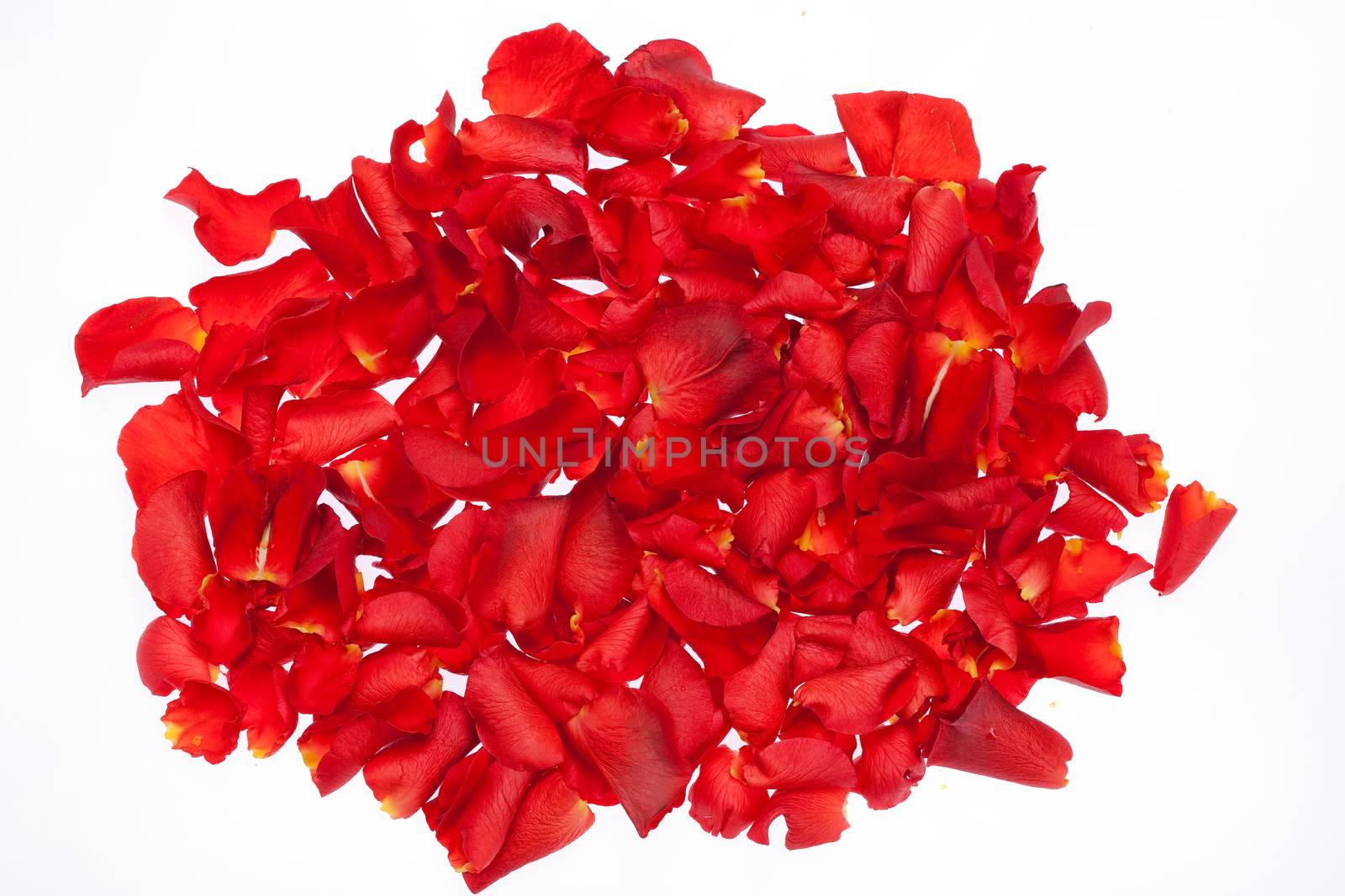 Red rose petals on isolated white studio background