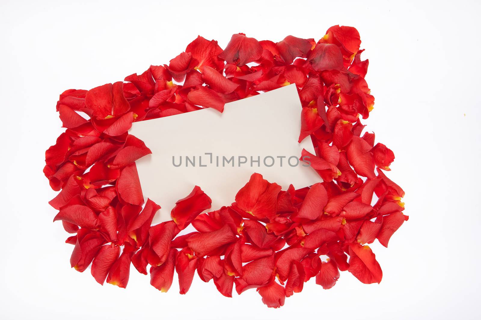 Red roses and a piece of paper on isolated studio background