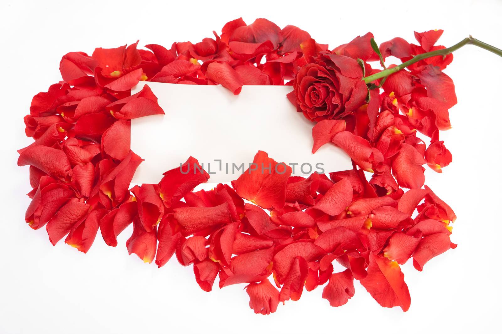 Red roses and a piece of paper on isolated studio background