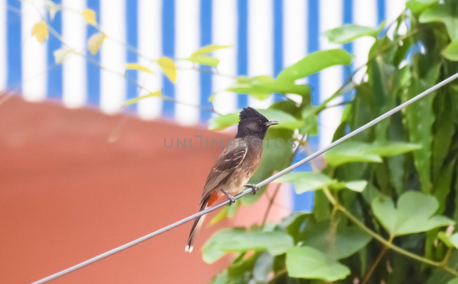 Vented Bulbul ( Pycnonotidae) or red ass bird, beautiful and very small passerine birds, spot in a electrical wire. Bulbul, Myna, Sparrow, Pigeon and Babbler are most common birds in Indian cities.