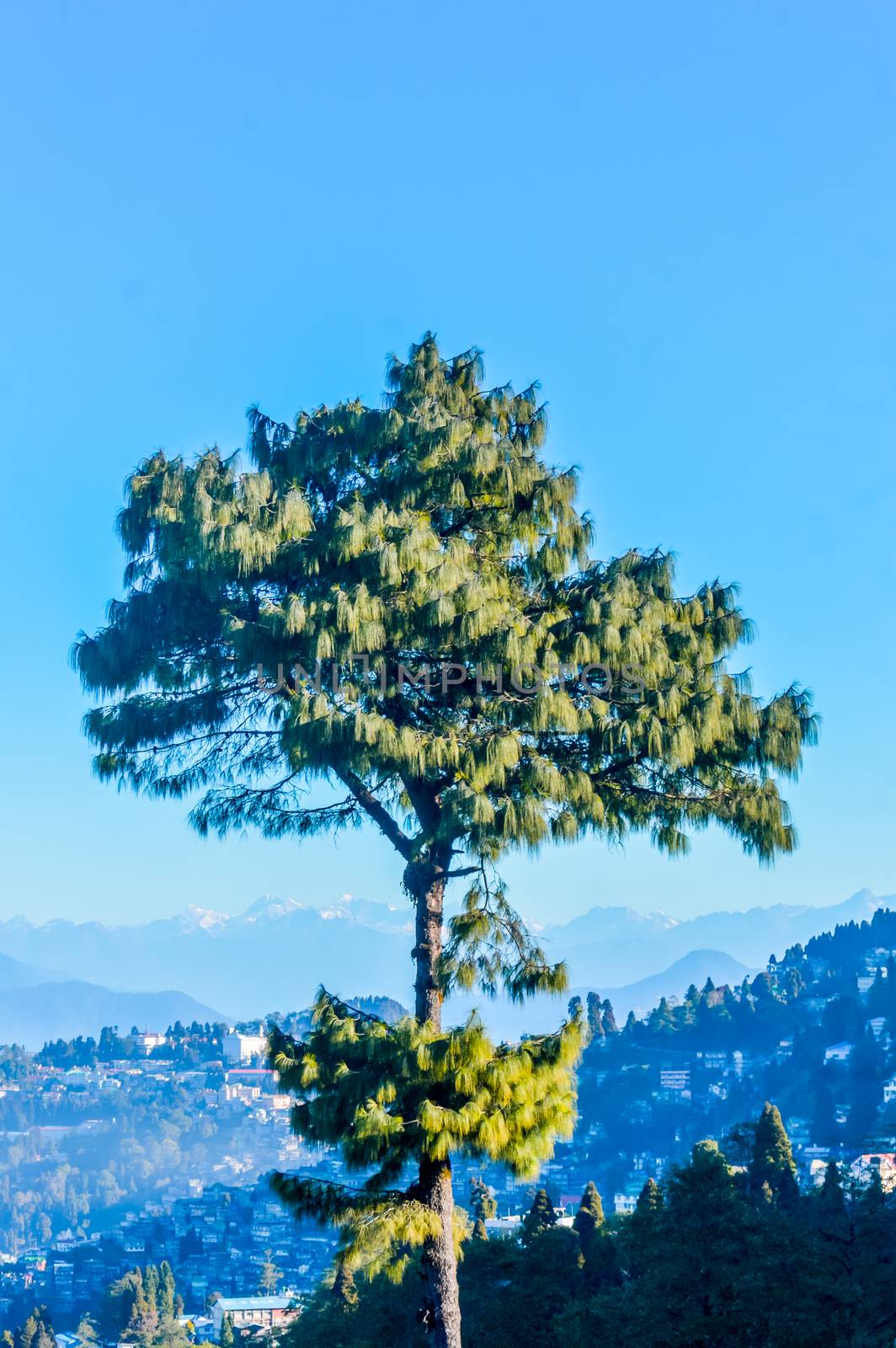 A needle pine conifer or blue pine (Pinus wallichiana) - a large Himalayan evergreen tree with a blue hue on its foliage standing alone against blue sky and distant Karakoram and Hindu Kush mountains.