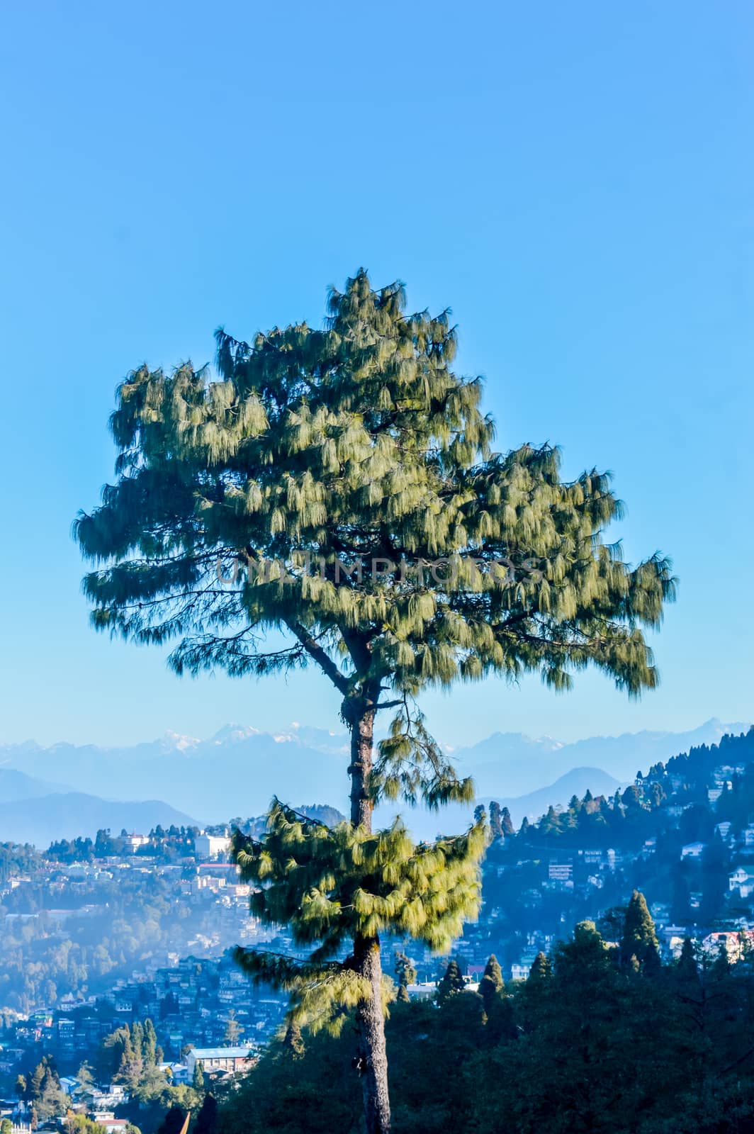 A needle pine conifer or blue pine (Pinus wallichiana) - a large Himalayan evergreen tree with a blue hue on its foliage standing alone against blue sky and distant Karakoram and Hindu Kush mountains. by sudiptabhowmick