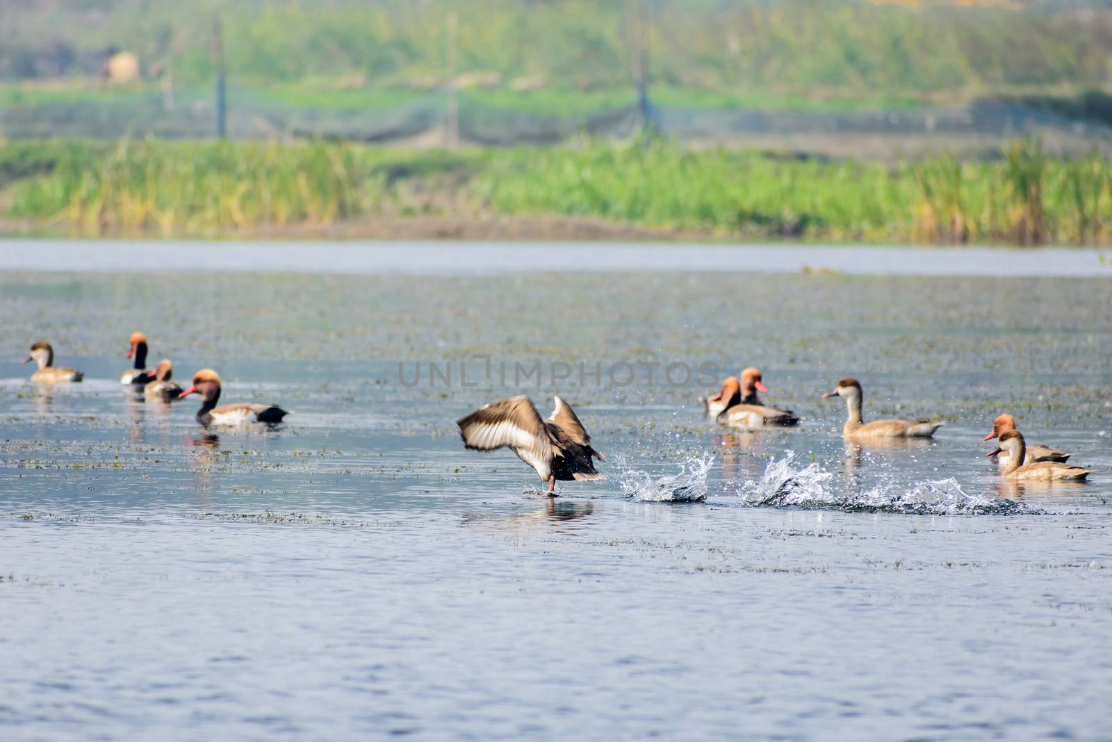 Flock of migratory Red crested pochard Aythyinae flying on lake. Freshwater and coastal bird species spotted in waterbirds Vedanthangal Bird Sanctuary Kancheepuram India. A paradise for avian life.