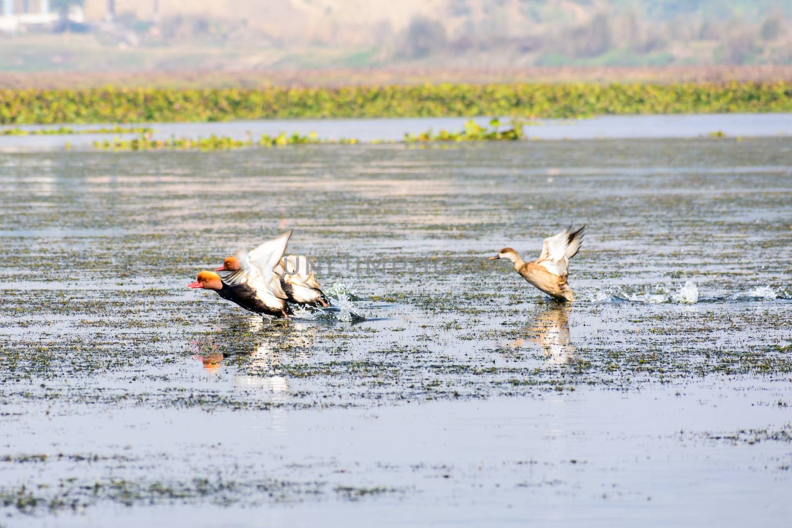 Flock of migratory Red crested pochard Aythyinae flying on lake. Freshwater and coastal bird species spotted in Western Ghats of Nelapattu Bird Sanctuary Nellore Andhra Pradesh India. A paradise for avian life.