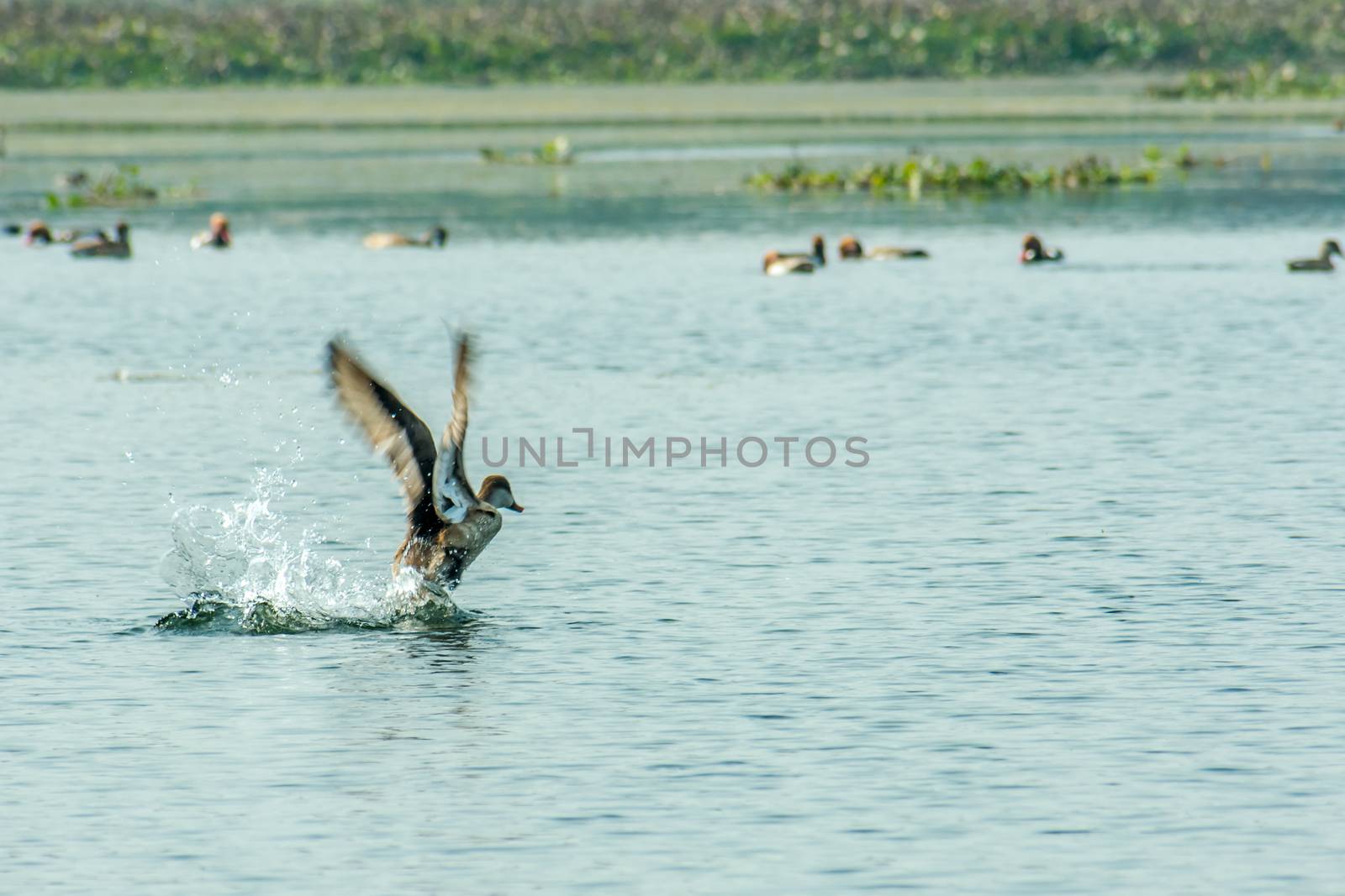 A migratory Indian Cormorant bird flying over lake in winter. Freshwater and coastal bird species spotted in waterbirds Vedanthangal Bird Sanctuary Kancheepuram India. A paradise for avian life.