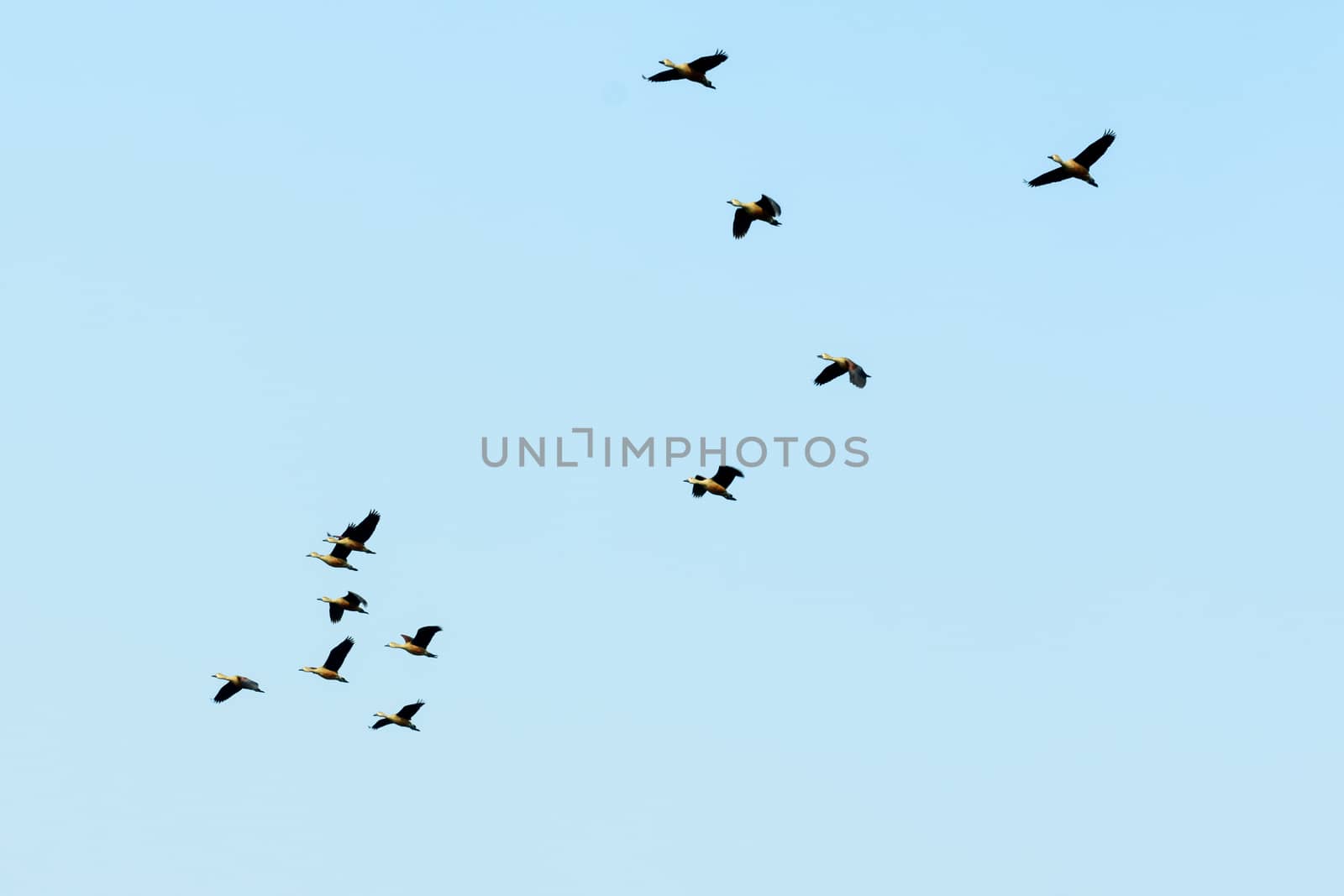 Flock of migrating geese flying in an imperfect V formation. Birds flying in formation, Blue sky background. Nelapattu Bird Sanctuary Nellore Andhra Pradesh India. A paradise for avian life.