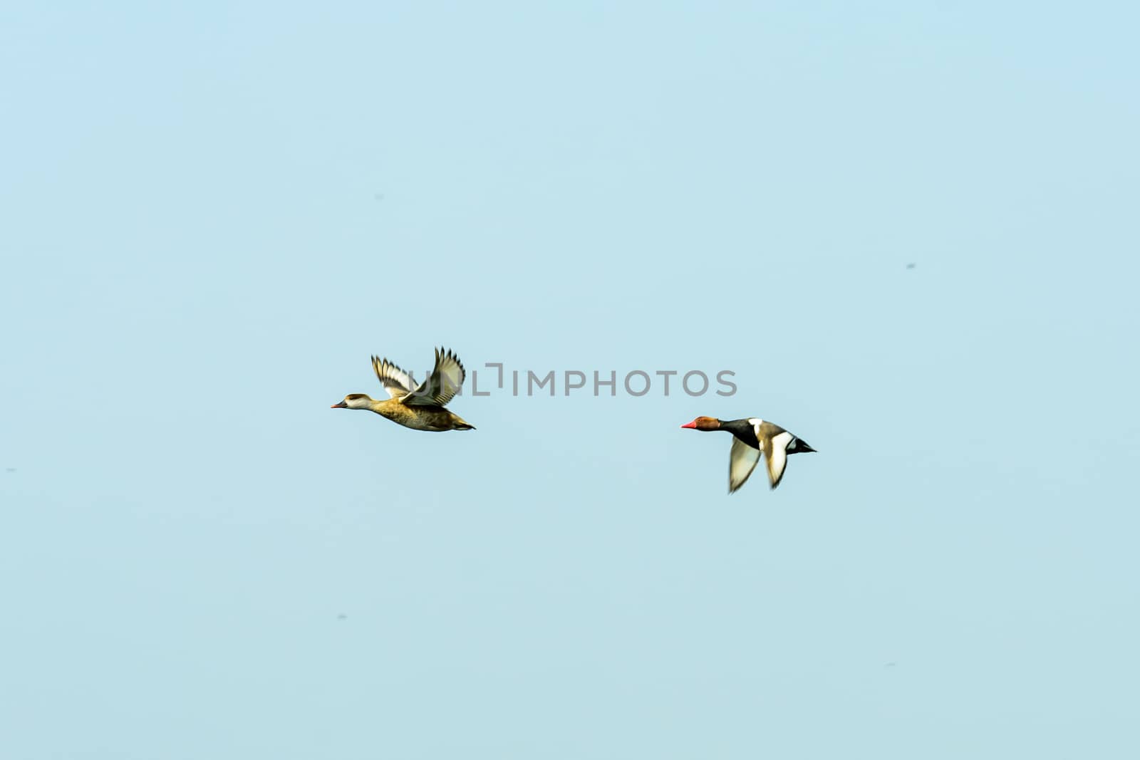 Follow the leader. Flock of two Red crested pochard Aythyinae birds flying together as a group in blue sky. Mangalavanam Bird Sanctuary Kerala. Its a paradise for avian life. Shot from below.
