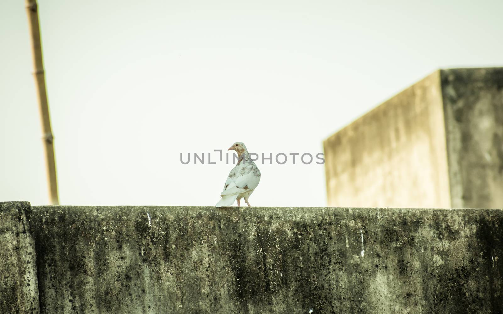 A small snow white fantail and brown black spotted feather Pigeons (Columba livia domestica), a Plump bird sitting on the roof of a house. Close Up.