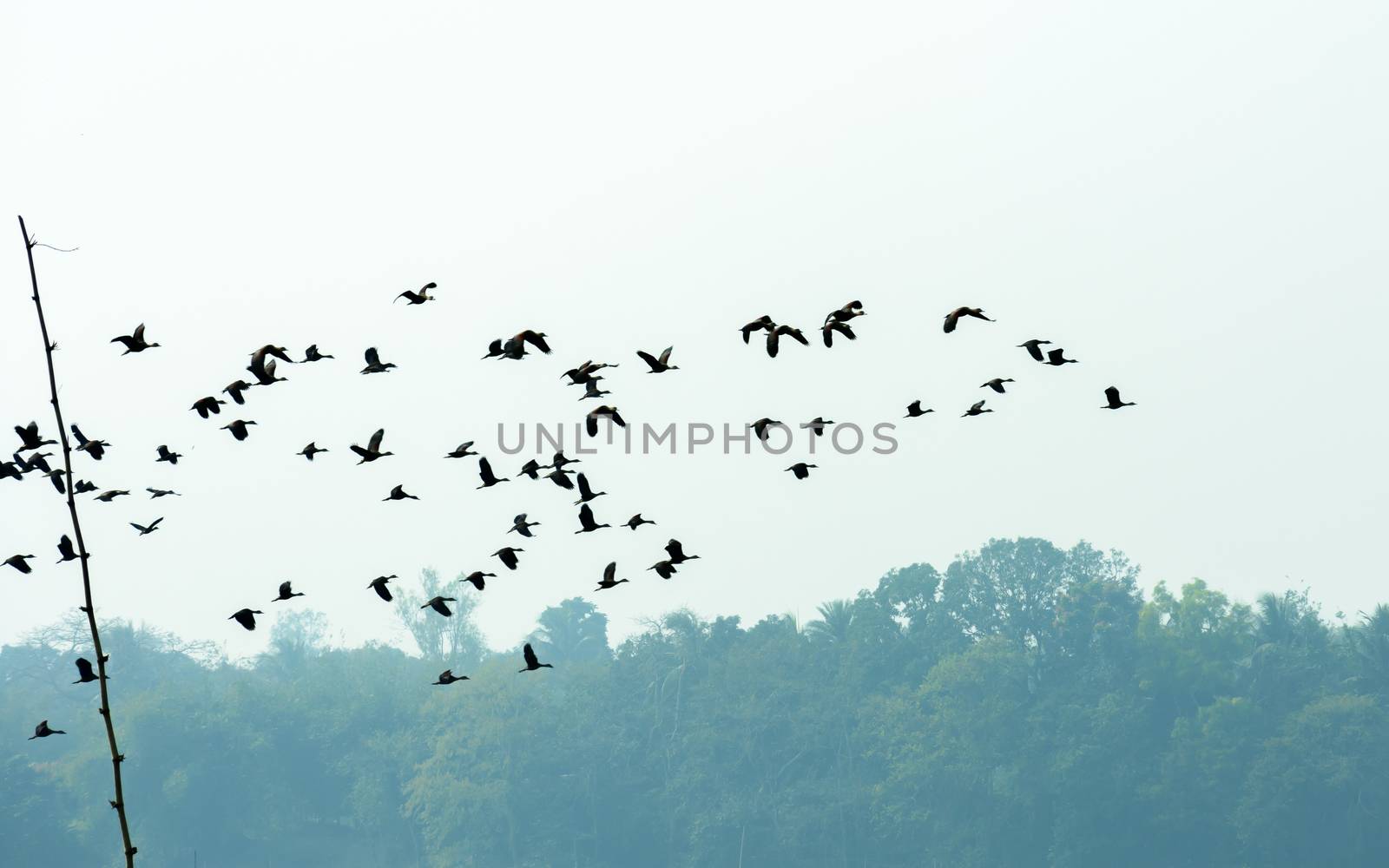 Flock of migrating birds flying together as a group in against blue sky over lake in an imperfect V formation. Namdapha National Park, Arunachal Pradesh. Happy symbol of liberty and freedom background