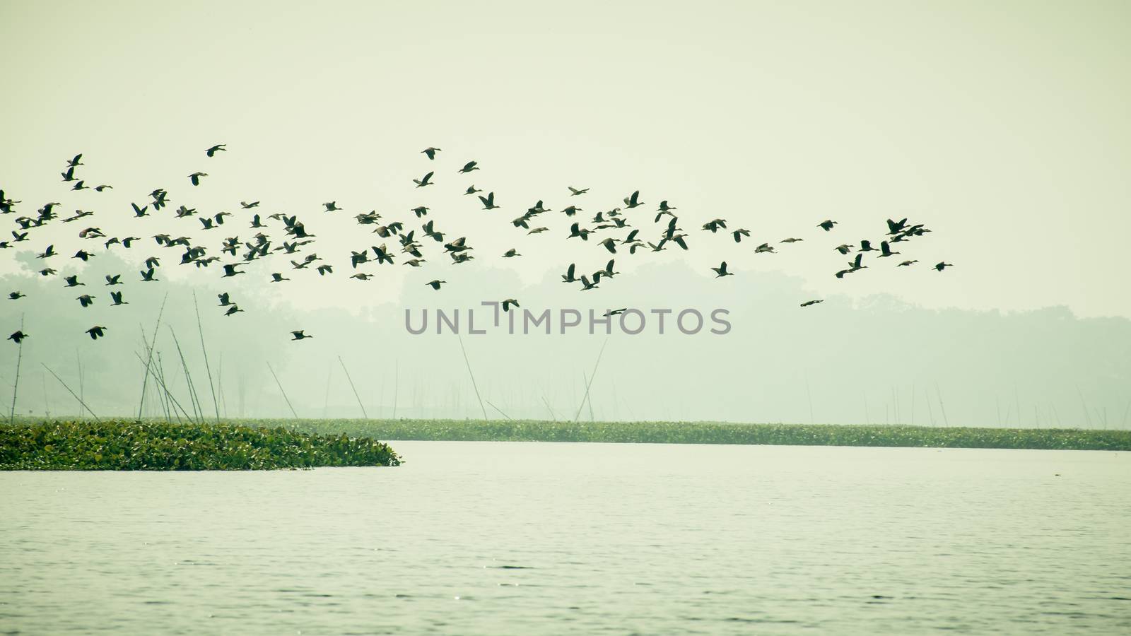 Flock Of Cormorant Shag Birds Flying Over Lake In Winter. Migratory waterfowl fly on their way back to their nesting places, the day about to end in Evening. Rudrasagar Lake Neermahal Agartala Tripura