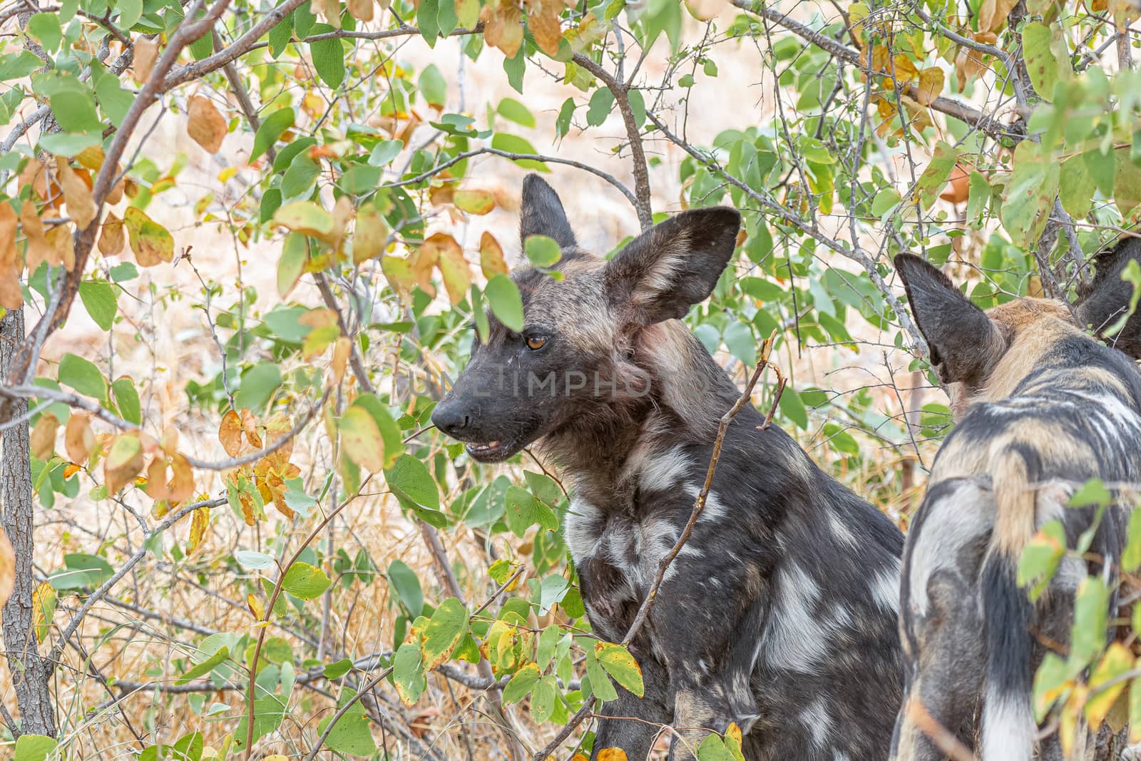 Wild dogs, Lycaon Pictus, also called painted dogs, between mopani bushes