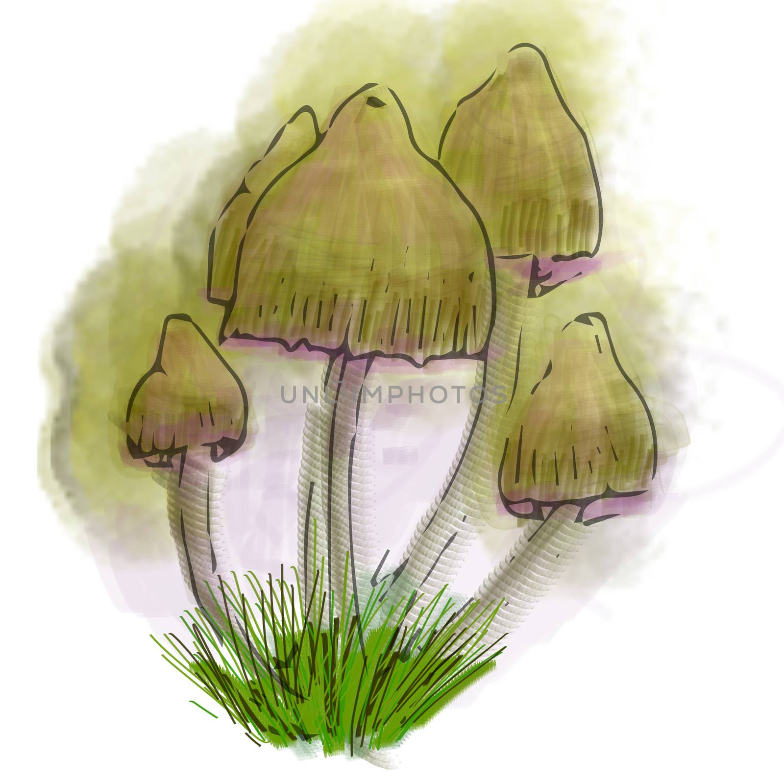 Conditionally edible mushrooms Illustration made in photoshop. by natalia_voroshilova