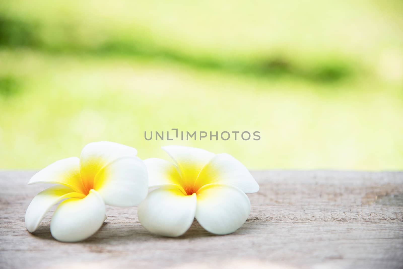 Warm yellow plumeria flower in green garden background - flower in nature background concept