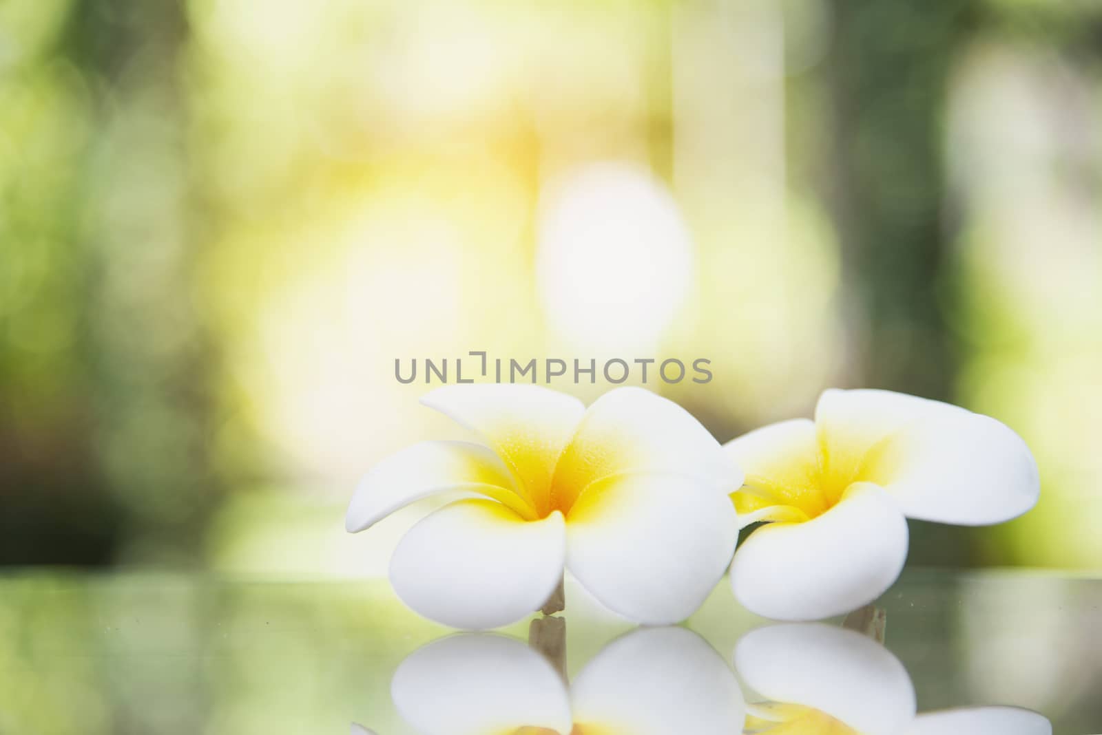 Warm yellow plumeria flower in green garden background - flower in nature background concept